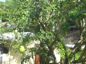 calabash tree and fruit